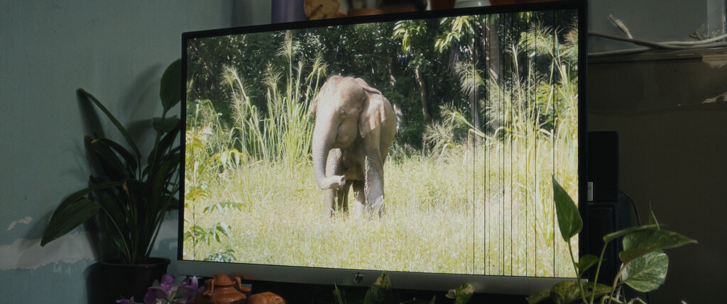 Elephants & Squirrels