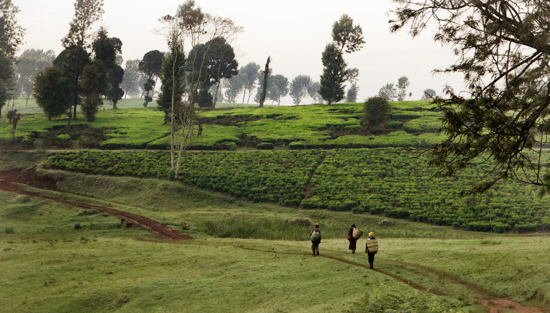 Kikuyu Land
